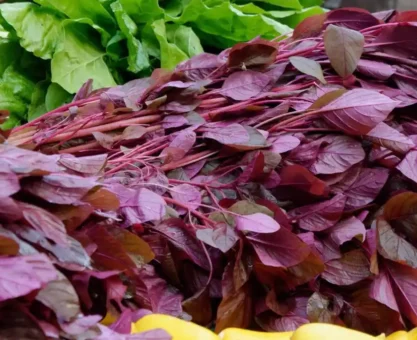 Red amaranth