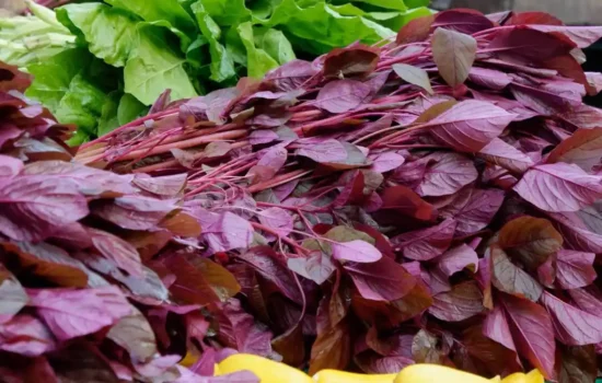 Red amaranth