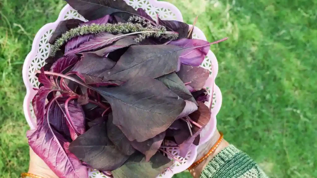 Red amaranth leaves benefits