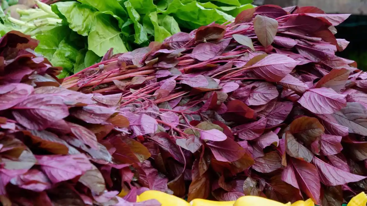Red amaranth