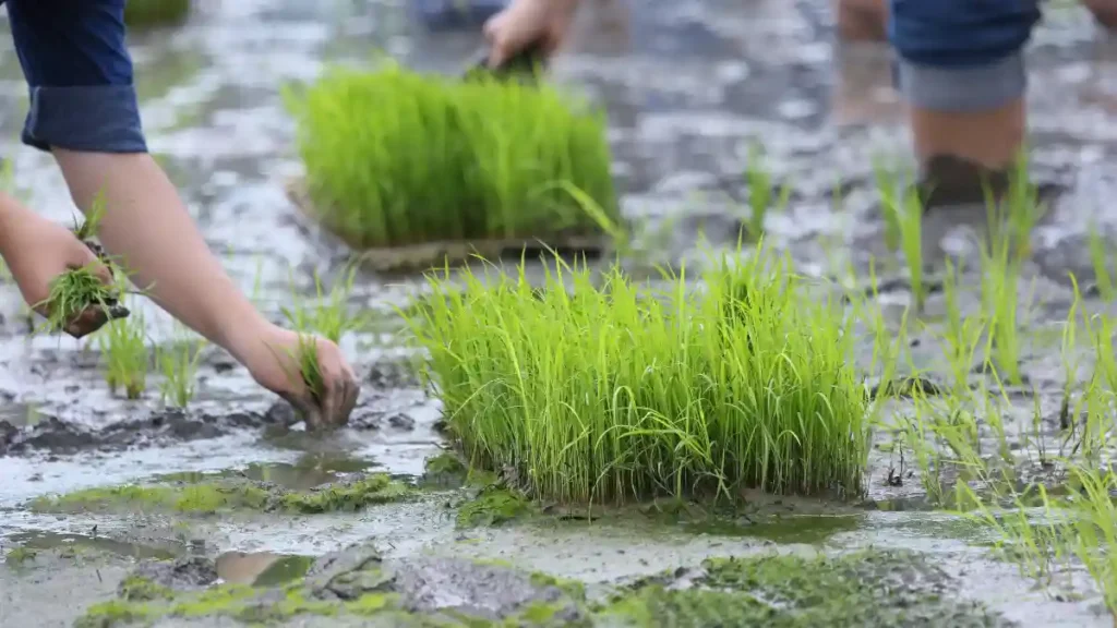 Rice cultivation