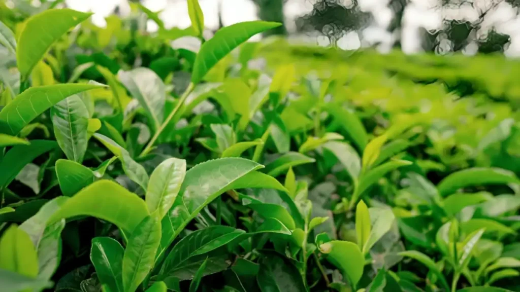 Tea cultivation in India