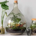 Terrarium plants