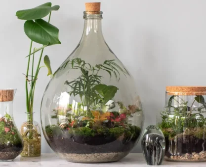Terrarium plants
