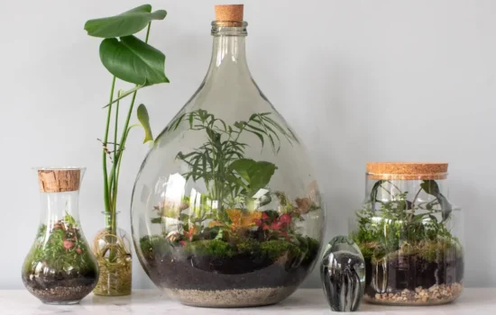Terrarium plants