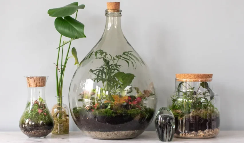 Terrarium plants