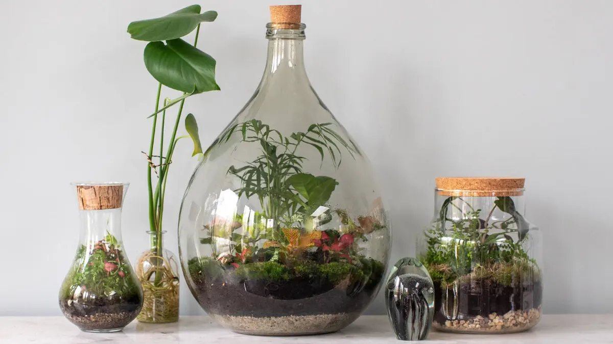 Terrarium plants
