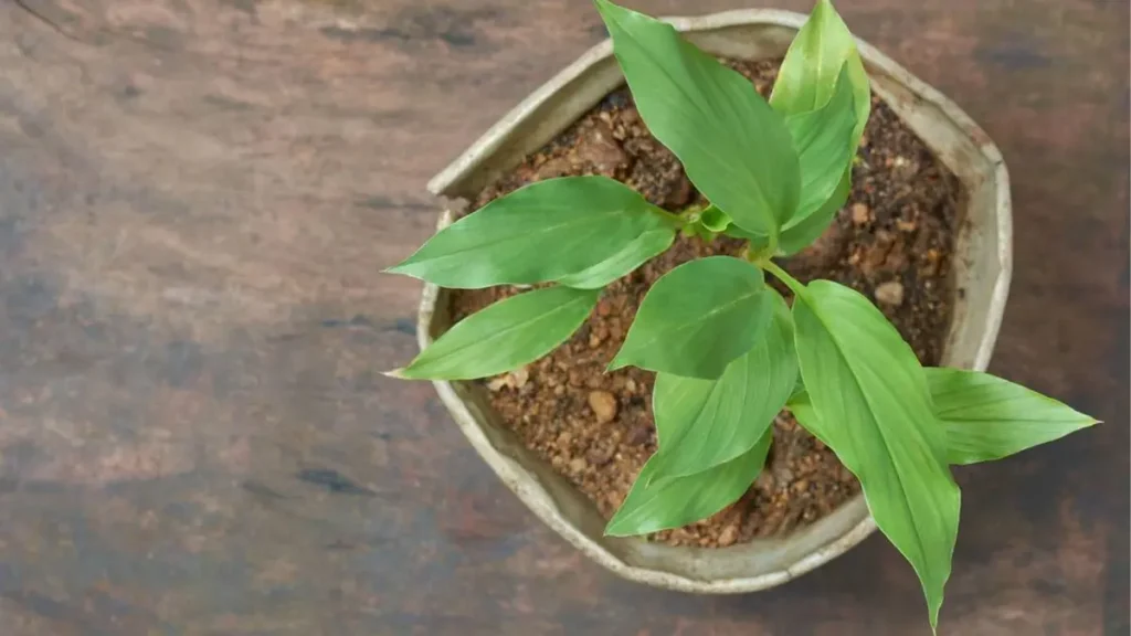 Turmeric plant