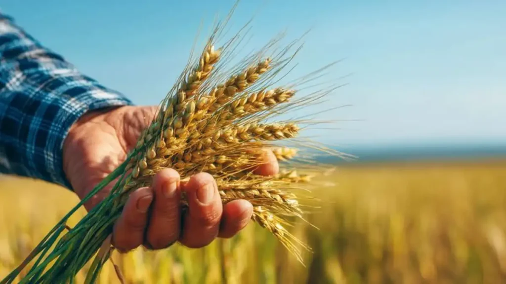 Wheat cultivation in india