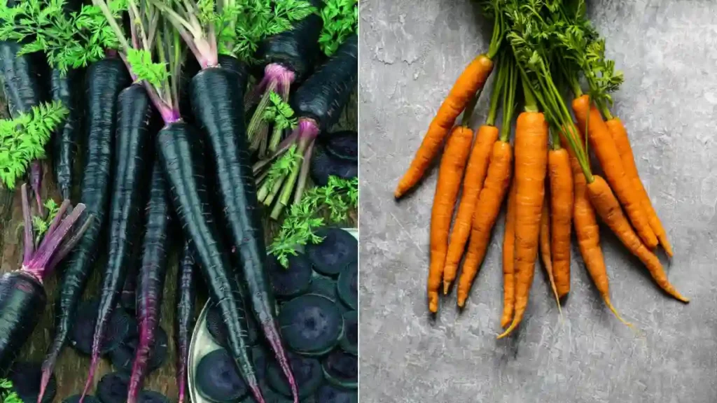 Black carrot benefits