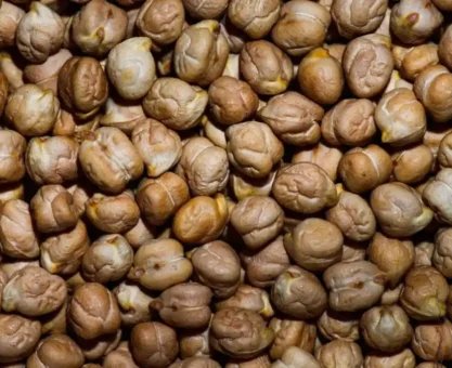 Chickpea