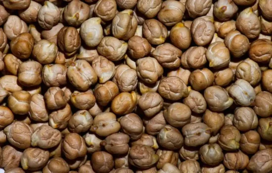 Chickpea