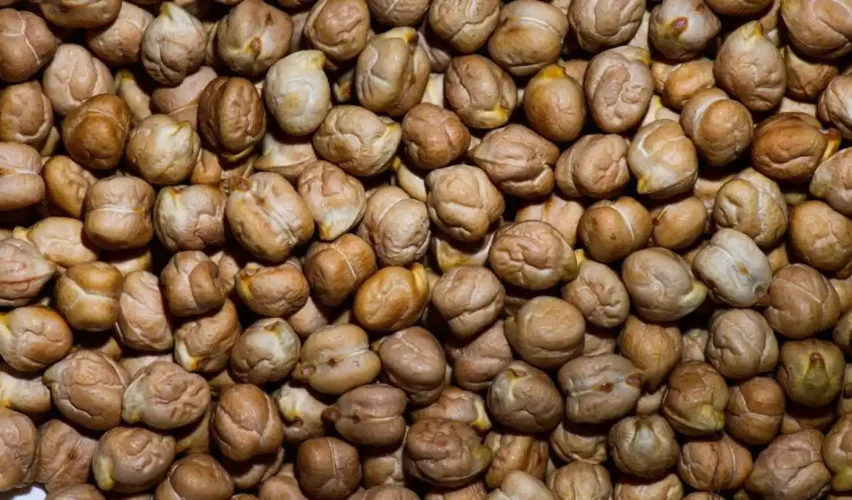 Chickpea