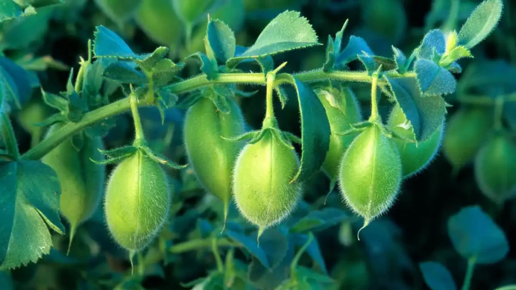 Chickpea plant