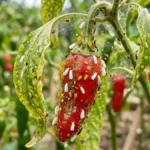 Chili