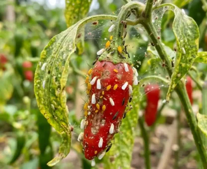 Chili