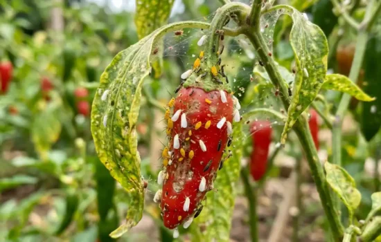 Chili