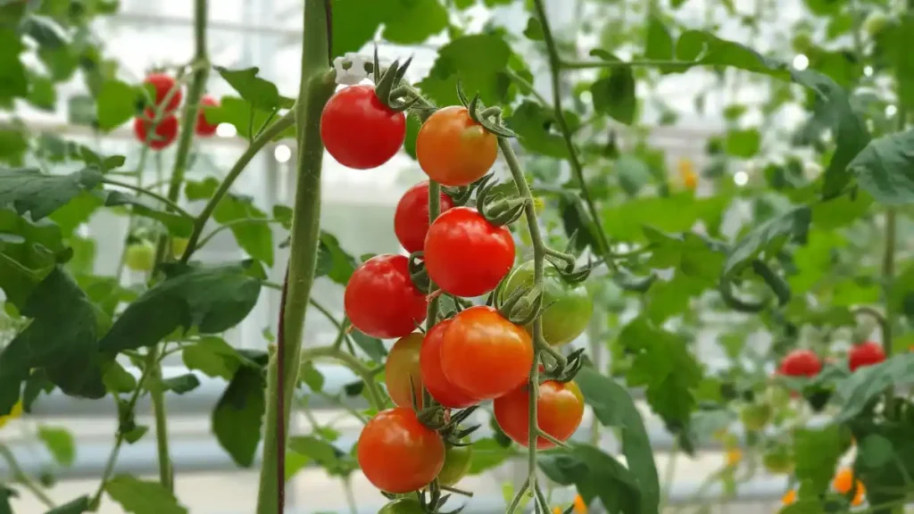 How to grow tomatoes at home