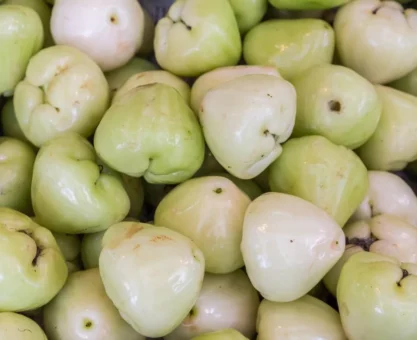 Java apple