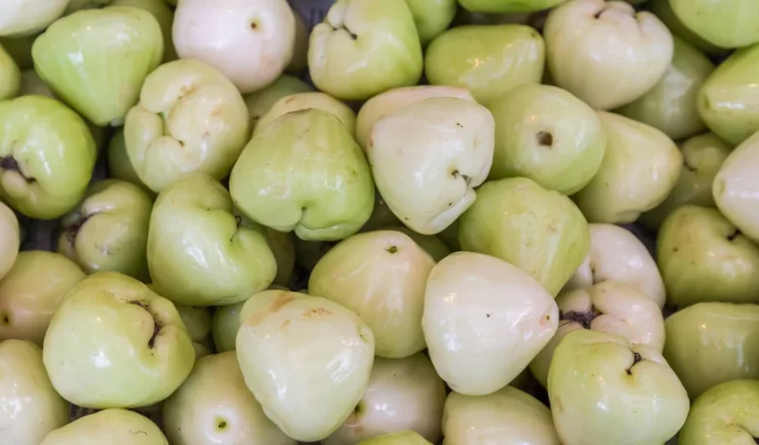 Java apple