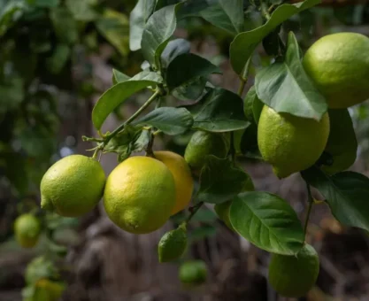 Lemon