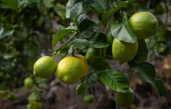 Lemon