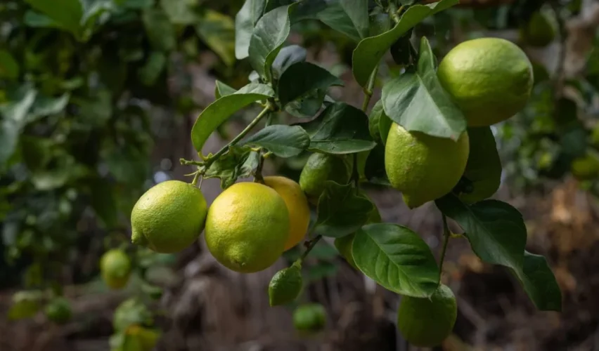 Lemon