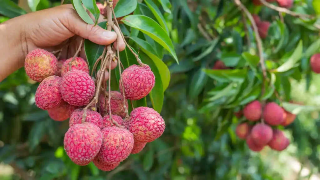 Lychee tree