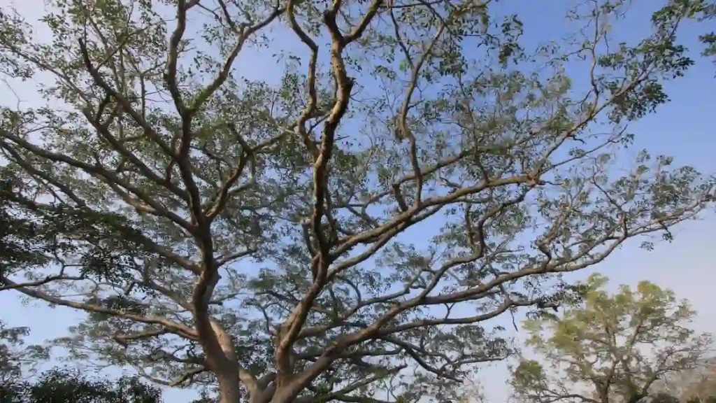 Mahogany plant