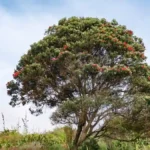 Mahogany tree