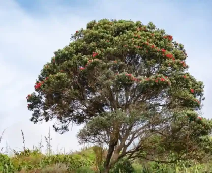 Mahogany tree