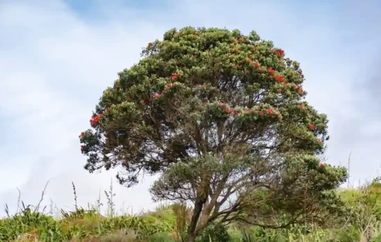 Mahogany tree