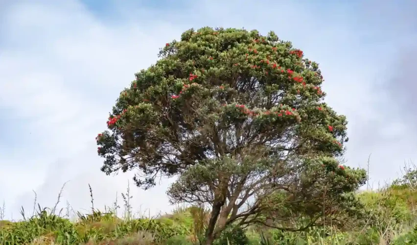 Mahogany tree