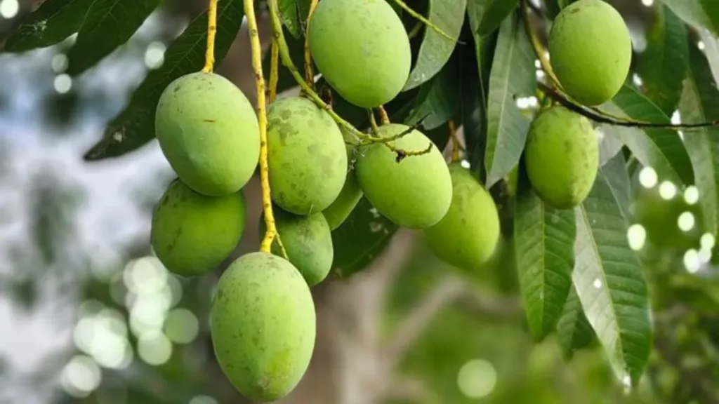 Mango