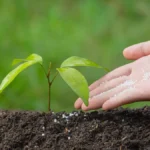 Organic fertilizer
