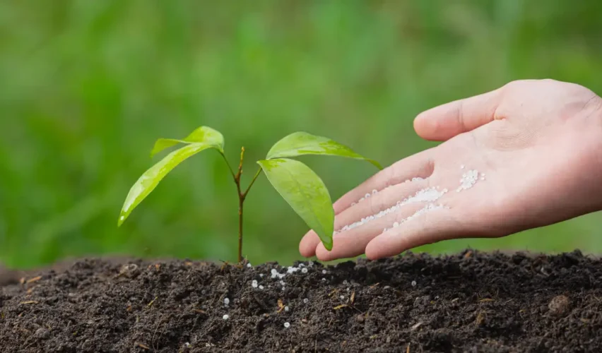Organic fertilizer