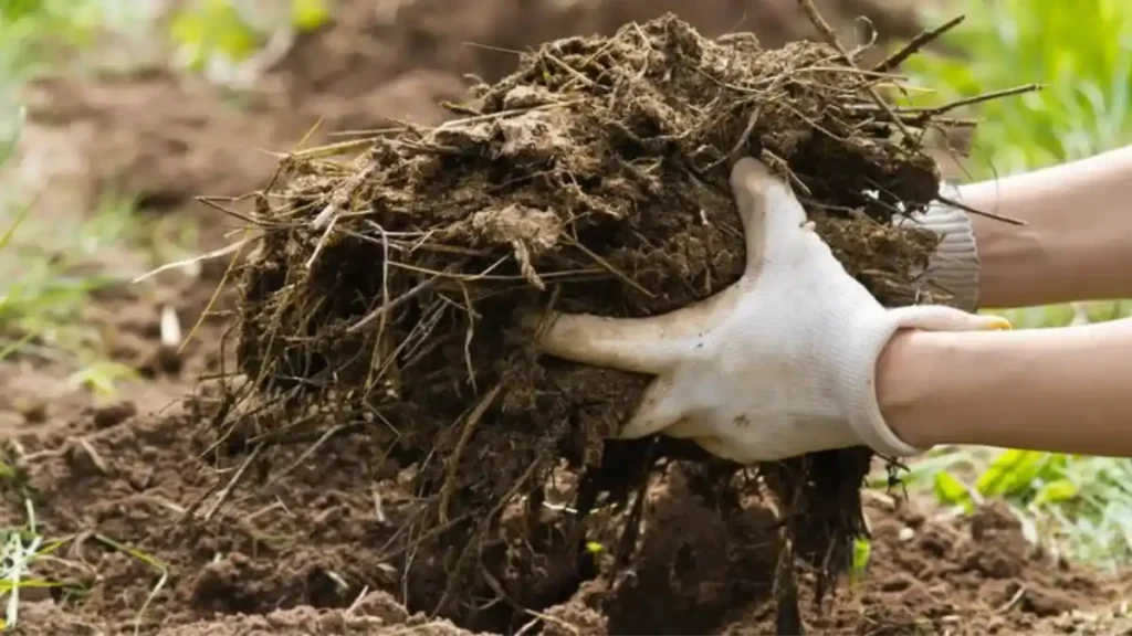 Organic fertilizer for plants
