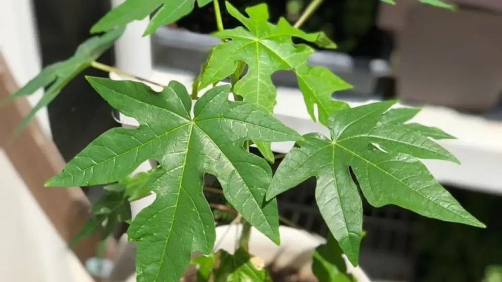 Papaya tree