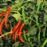 Red chilli