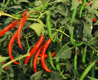 Red chilli