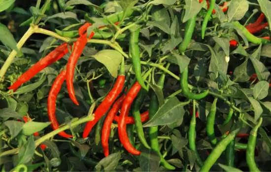 Red chilli