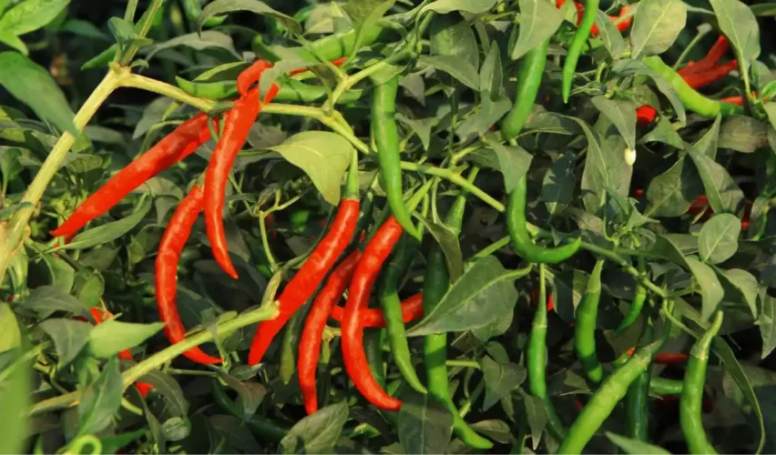 Red chilli