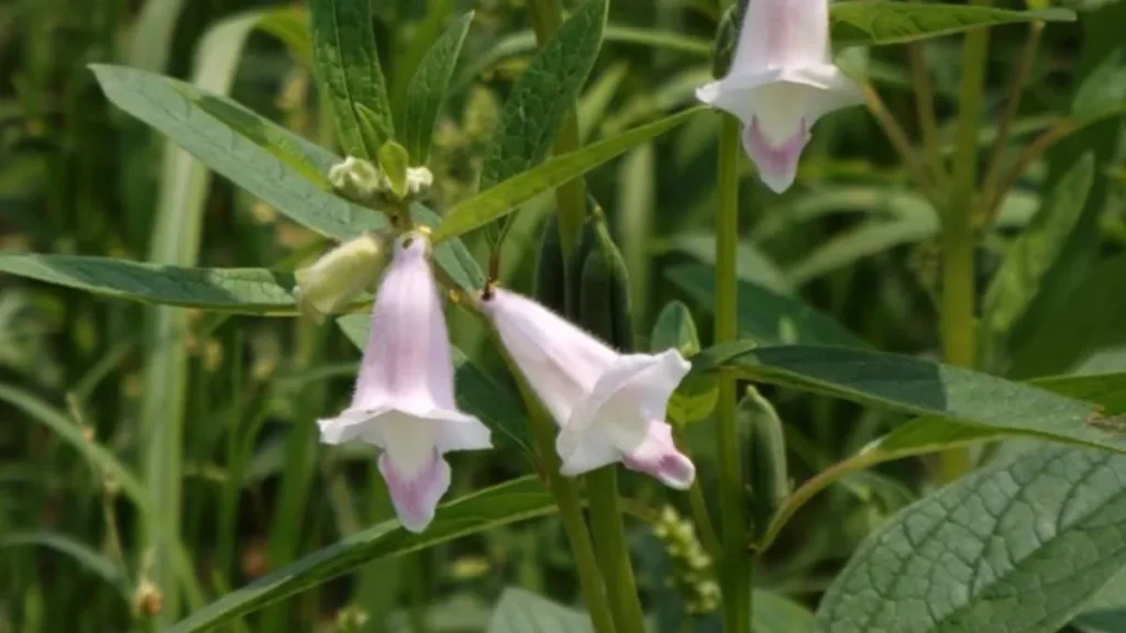 Sesamum indicum