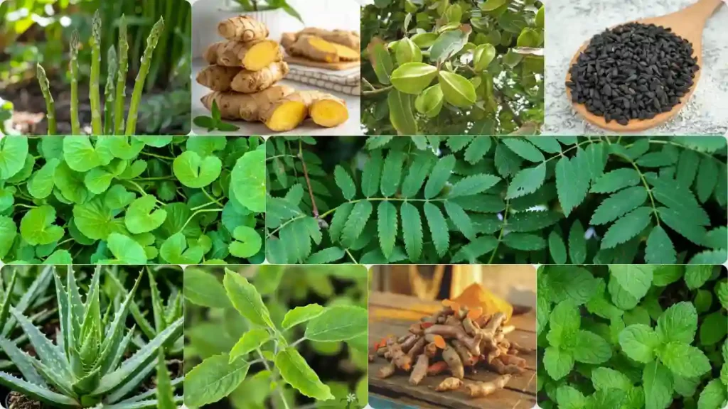Top 10 medicinal plants