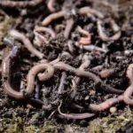 Vermicompost