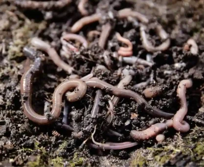 Vermicompost
