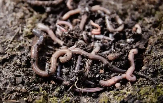 Vermicompost