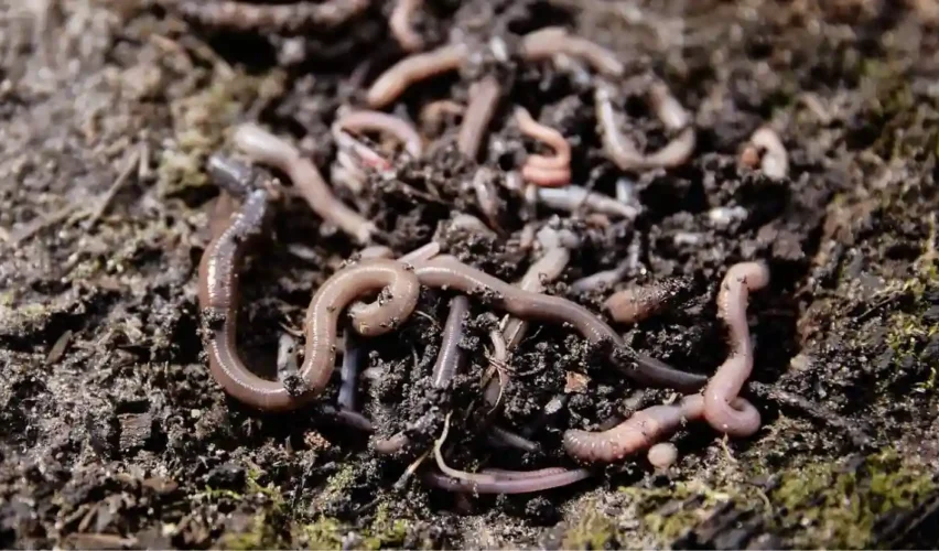 Vermicompost