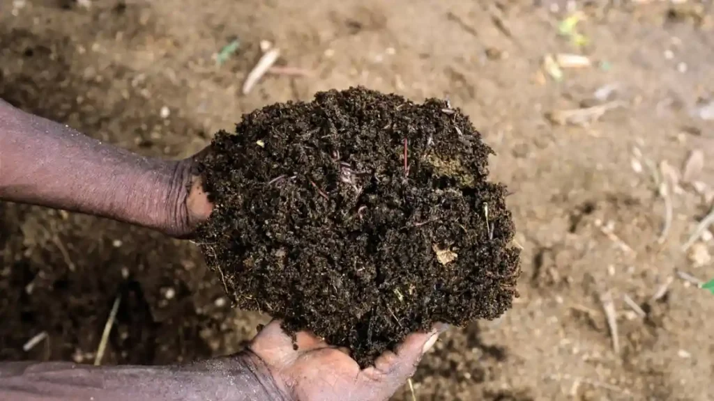 Vermicompost fertilizer
