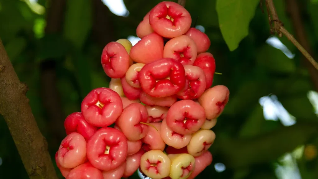 Wax apple